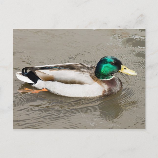 Mallard Postcard (Front)