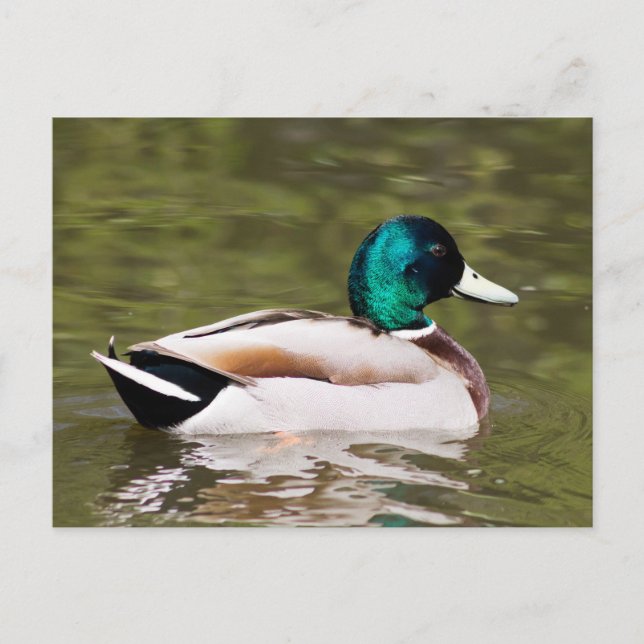 Mallard Postcard (Front)