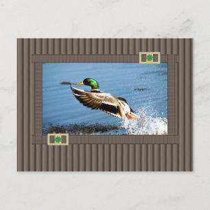 Mallard Postcard