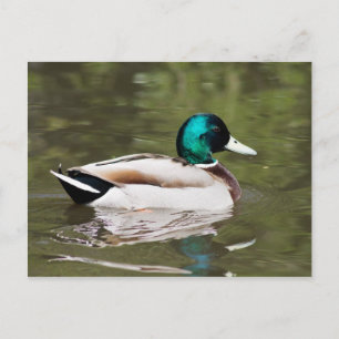 Mallard Postcard