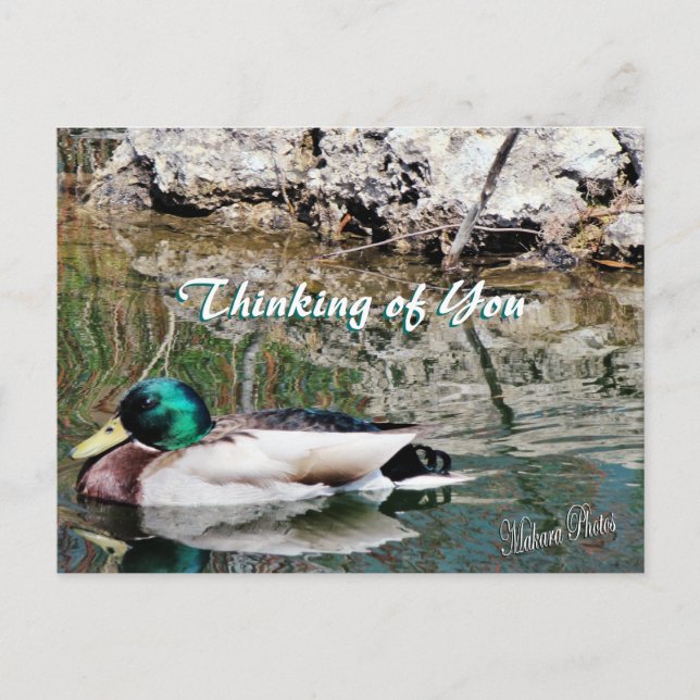 Mallard Reflections Postcard-customise Postcard (Front)