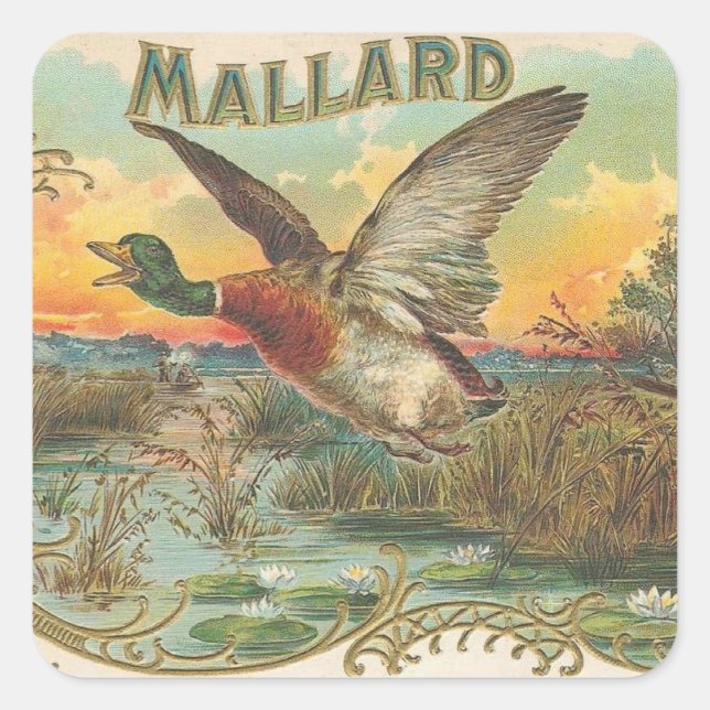 Mallard Square Sticker (Front)