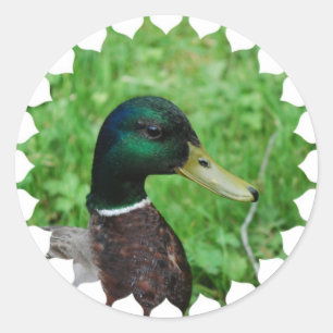 Mallard Stickers