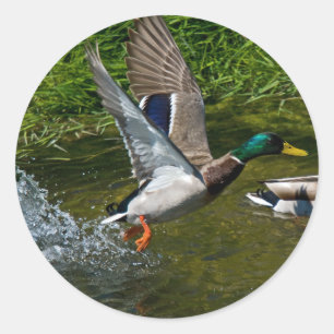 Mallard Take-off Sticker