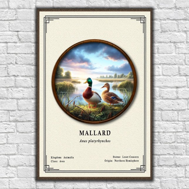 Mallard Zoology Series Poster (Creator Uploaded)