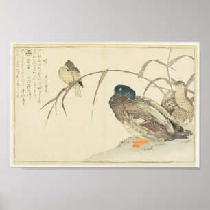 Mallards and a Kingfisher (Utamaro) Poster