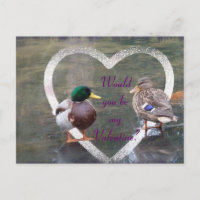 Mallards courtship