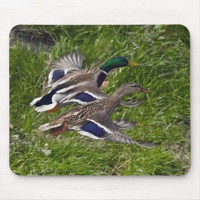 Mallards Flying Mouse Pad (Front)