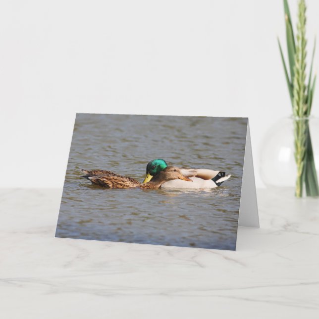 Mallards Greeting Card (Front)