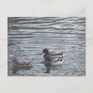 Mallards In Pond Postcard