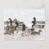 Mallards in wetland in winter