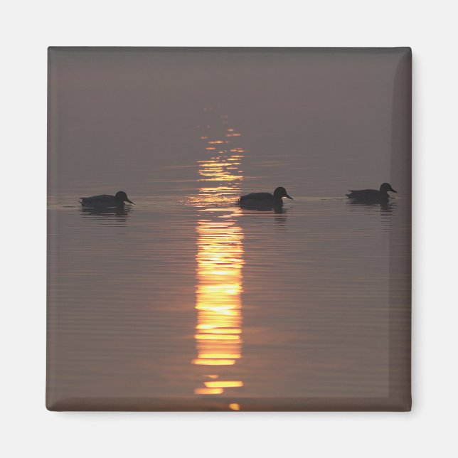 Mallards Magnet (Front)