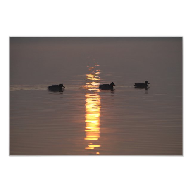 Mallards Photo Print (Front)