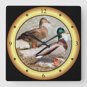 Mallards ~ Wild Ducks ~ Anas platyrhynchos ~  Square Wall Clock