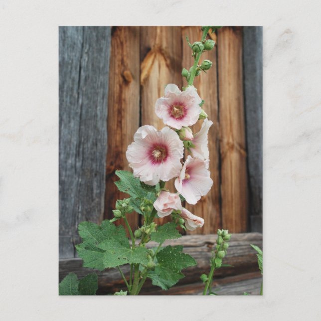 mallow postcard (Front)