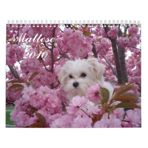 Maltese 2010 calendar