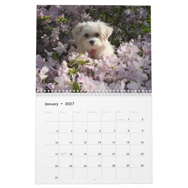 Maltese 2010 calendar (Jan 2027)