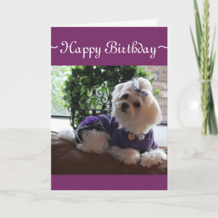 Maltese 2 card