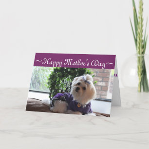 Maltese 2 Gifts Card