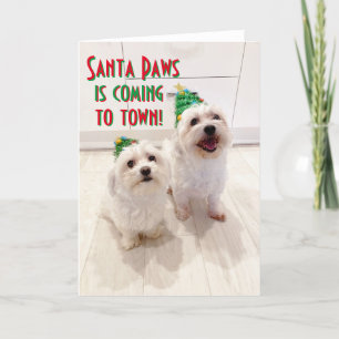 Maltese and Bichon Christmas Card Goodboys Santa