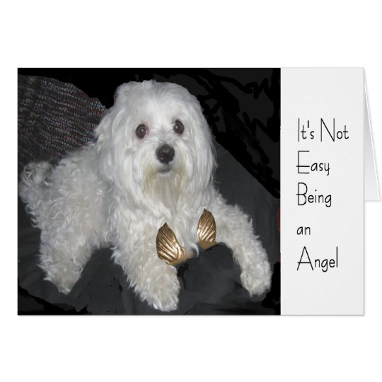 Maltese Angel Humour Greeting Card for Anyone