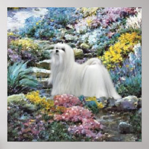 Maltese Art Where Love Grows Poster