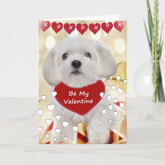 Maltese Be My Valentine Cards (Front)