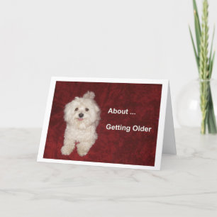 Maltese Birthday Humour Card for Over-the-Hill