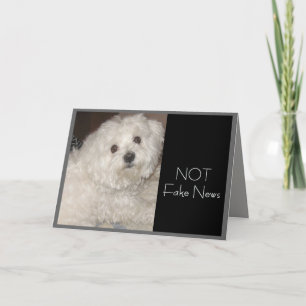 Maltese Birthday Humour for Anyone Card