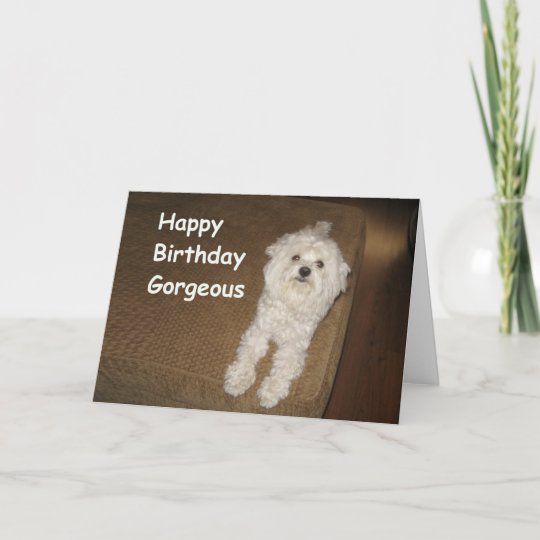 Maltese Birthday Wishes for Her Greeting Card | Zazzle.com.au