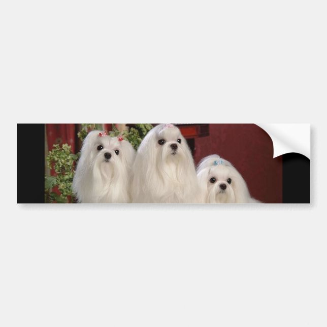 Maltese Bumper Sticker (Front)