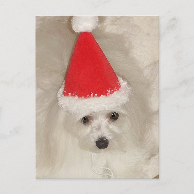 Maltese Christmas Holiday Postcard (Front)
