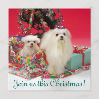 Maltese Christmas Invitations
