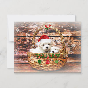 Maltese Christmas Puppies Holiday Card