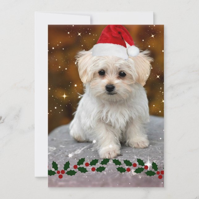 Maltese Christmas Puppy Card (Front)