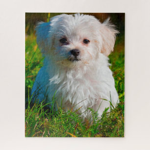 Maltese Dog Breed. Jigsaw Puzzle
