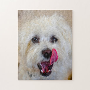 Maltese Dog Breed. Jigsaw Puzzle