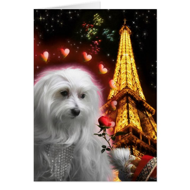 Maltese Dog Eiffel Tower IN LOVE AGAIN (Front)
