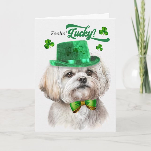 Maltese Dog Feelin' Lucky St Patrick's Day Holiday Card (Front)