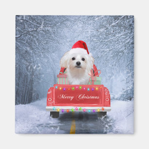 Maltese Dog in Snow sitting in Christmas Truck  Magnet