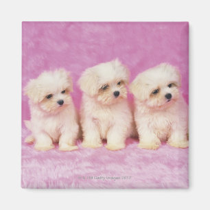 Maltese Dog; is a small breed of white dog Magnet