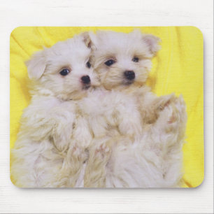 Maltese Dog; is a small breed of white dog that 2 Mouse Pad