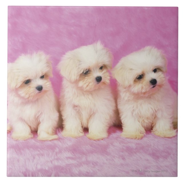 Maltese Dog; is a small breed of white dog that Ceramic Tile (Front)