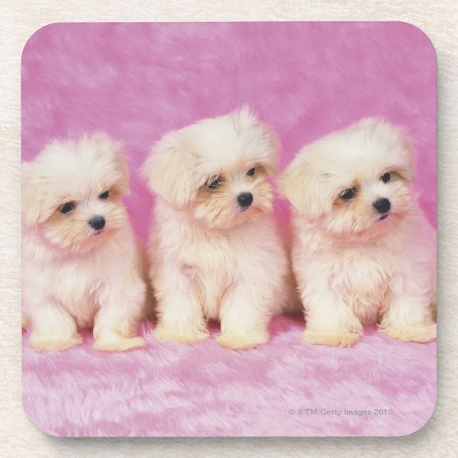 Maltese Dog; is a small breed of white dog that Coaster (Front)