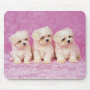 Maltese Dog; is a small breed of white dog that Mouse Pad