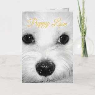 Maltese Dog Radiance Adorable Eyes & Nose Foil Greeting Card