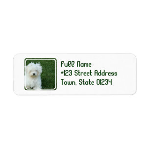 Maltese Dog Return Address Mailing Label