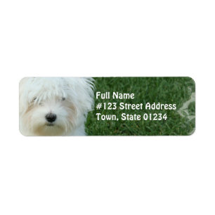 Maltese Dog Return Address Mailing Label
