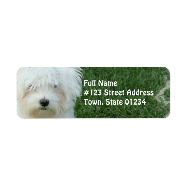 Maltese Dog Return Address Mailing Label (Front)