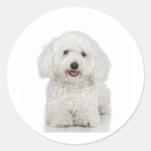 Maltese Dog White Classic Round Sticker